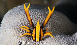 A crinoid squat lobster sitting on a piece of coral inste... by Marc Kuiper 